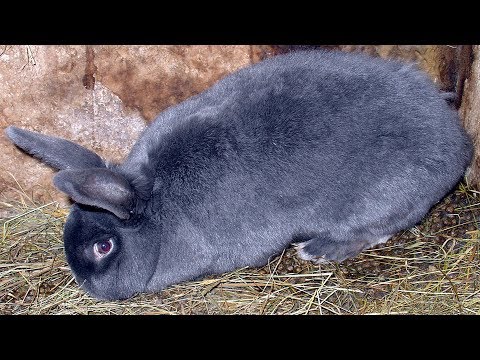 Видео: Венская голубая порода кроликов ЧАСТЬ 2