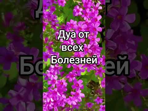 Видео: Дуа от всех болезней 