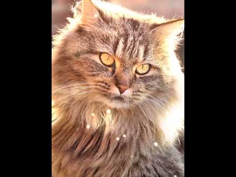 Видео: "КОТ В САПОГАХ".#аудиосказка# #сказка#,#слушатьсказки#,#читаемдетям#