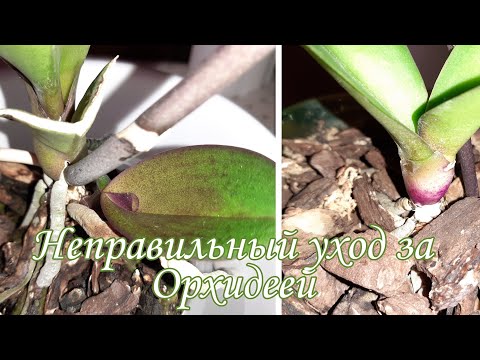 Видео: Как не надо... Орхидеи