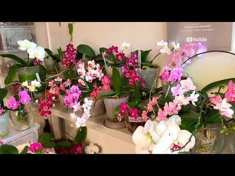 Видео: КУЧЕРЯВЫЕ ОРХИДЕИ обзор фаленопсисы мини и цветоносы орхидей