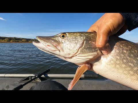 Видео: Рыбалка на Щуку. Чистополь. Змеёво.