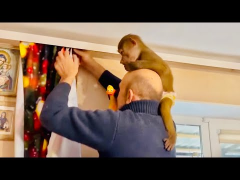 Видео: СМЕХ да и только! Люська помогает Владу снимать и вешать шторы!