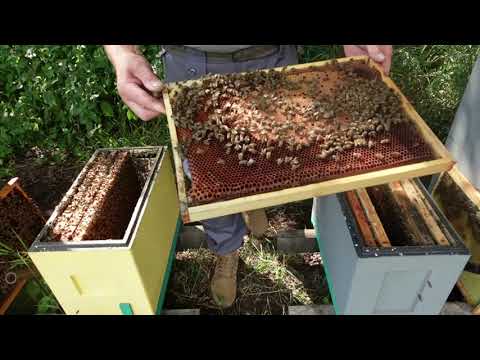 Видео: философия  6-ти рамочного улья ,4 замена матки