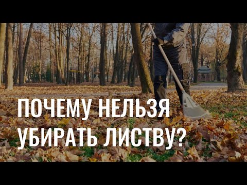 Видео: Обратная сторона субботников: почему нельзя собирать опавшую листву?