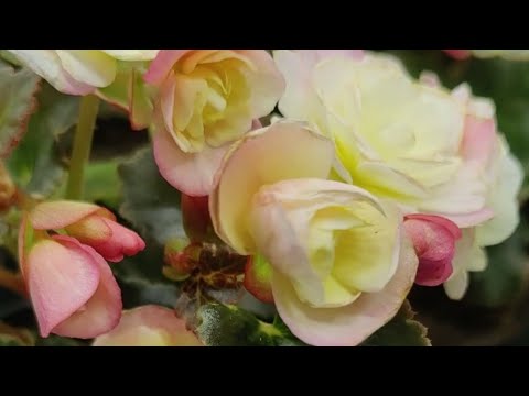 Видео: Бегония ЭЛАТИОР, пересадка, увеличение объёма грунта