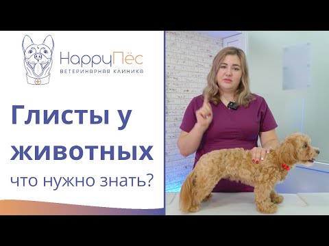 Видео: Глисты у собак и кошек. Все, что нужно об этом знать владельцу животного.