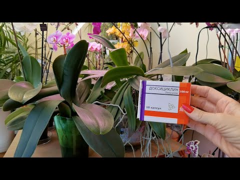 Видео: Антибиотики для орхидей. Как применяю.