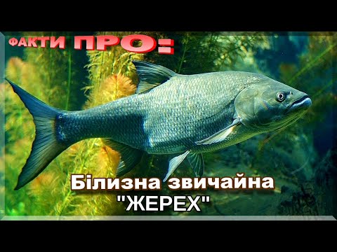 Видео: Білизна звичайна | ЦІКАВІ ФАКТИ ПРО: ЖЕРЕХА!  Де живе і як ловити?