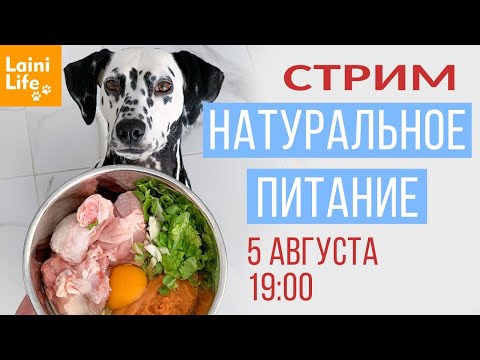 Видео: Стрим о натуральном питании собак