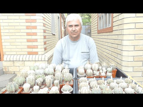 Видео: КУЛЬТИВАРЫ АСТРОФИТУМОВ (Часть 1)