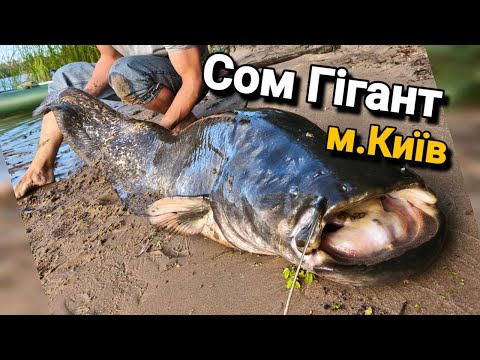 Видео: СОМ ГІГАНТ В КИЄВІ✅  Такого НІХТО не Очікував❗Ловля Сома На Квок.