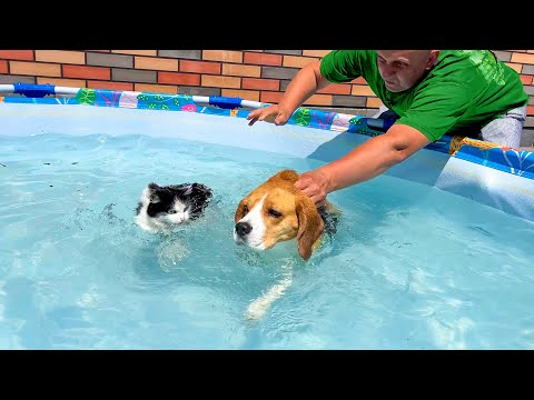 Видео: СОБАКА ВЫГОНЯЕТ КОТА ИЗ БАССЕЙНА. БРОС ШОУ ПЕТ