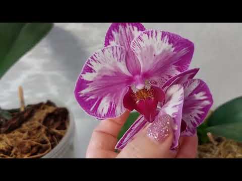 Видео: Обзор ЦВЕТУЩИХ ОРХИДЕЙ в январе  💕  часть 2 😉