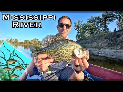Видео: Забивание кусков краппи на затонувших деревьях