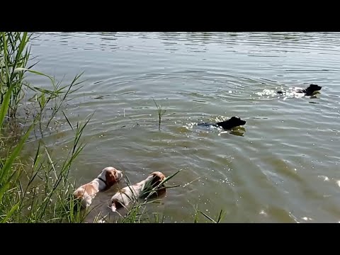 Видео: щенки русского спаниеля часть 5 - знакомство с большой водой