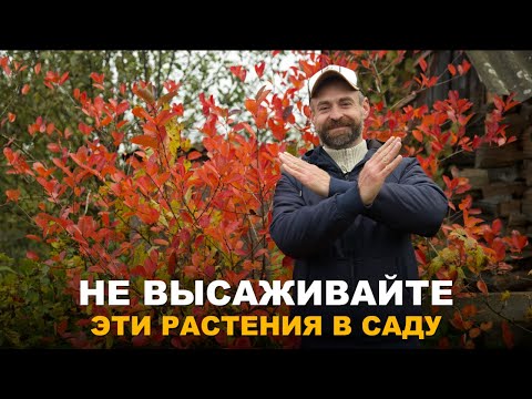 Видео: БУДЬТЕ ОСТОРОЖНЫ С ЭТИМИ РАСТЕНИЯМИ. Растения, которые могут навредить.