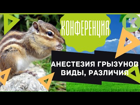 Видео: Анестезия для животных, анестезия для грызунов, конференция ветеринаров Котонай