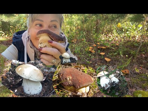 Видео: Грибы 🍄  Наконец-то 🍄 Вынесла из ЛЕСА все на что сил хватило