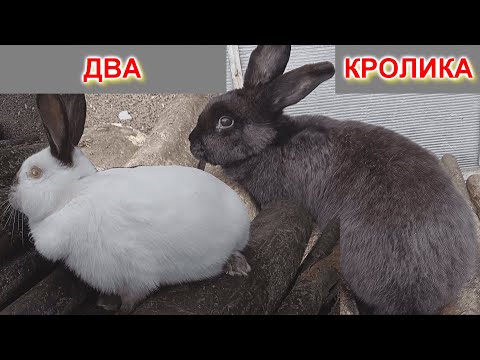 Видео: РАЗВЕДЕНИЕ КРОЛИКОВ! ПЕРВЫЕ КРОЛИКИ В МОЕМ ХОЗЯЙСТВЕ! НЕУДАЛОЕ ЗНАКОМСТВО С КРОЛИКАМИ!