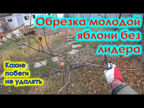 Видео: Обрезка молодой яблони без лидера