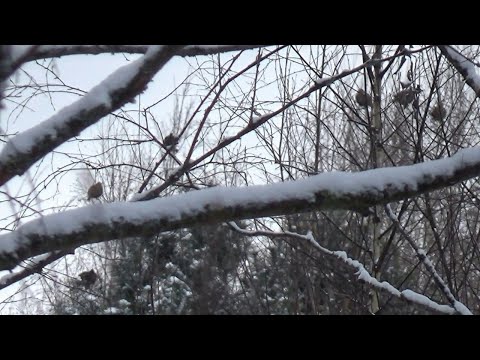 Видео: Охота на тетерева  Принципы иногда мешают!