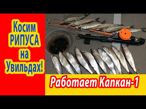 Видео: Рипус Увильды 2022, кОСИМ РИПУСА НА УВИЛЬДАХ, на самоподсекающуюю удочку Капкан-1.