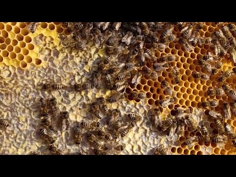Видео: Бджолосім'я забезпечена кормовими запасами на весь зимовий період #пасіка #бджільництво #bee #mitla 