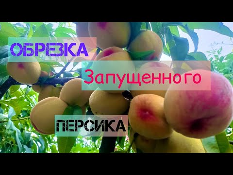 Видео: Как исправить крону персика