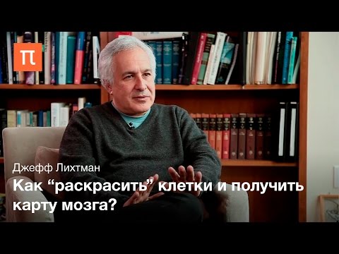 Видео: Нейровизуализация и коннектомика - Джефф Лихтман
