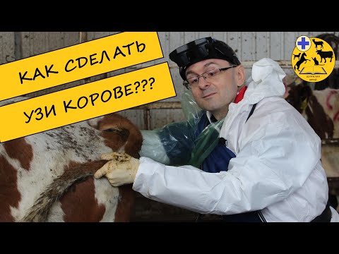 Видео: КАК СДЕЛАТЬ УЗИ КОРОВЕ?