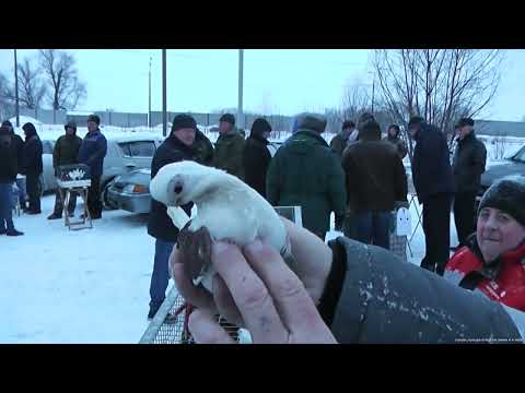 Видео: Ярмарка голубей. Рязань 18 февраля 2024 года фильм1