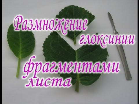 Видео: Размножение глоксинии фрагментами листа. Мастер-класс
