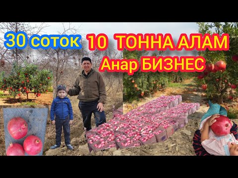 Видео: 30 Соток жеримден 10 ТОННА АНАР аламын. Анар багбанчы Айбек ага