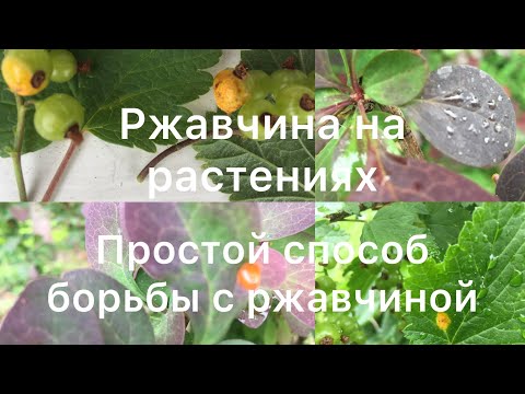 Видео: РЖАВЧИНА НА РАСТЕНИЯХ. ПРОСТОЙ способ борьбы с ржавчиной.