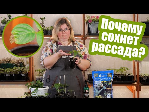 Видео: Вот из-за чего сохнут листья у рассады! 7 главных причин и как их исправить