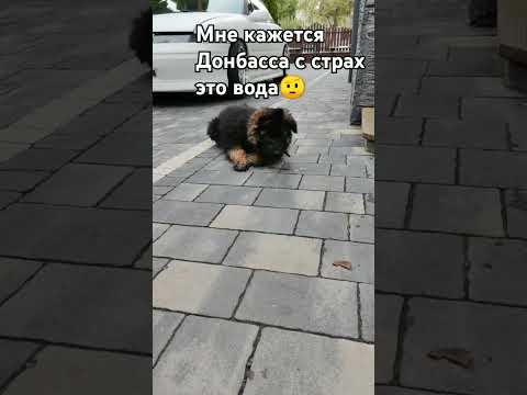 Видео: ночной актив