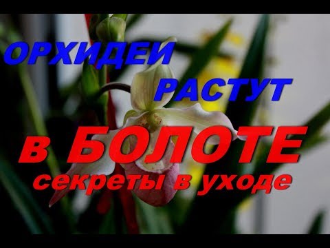 Видео: Орхидеи растут как в болоте. Секреты ухода за Phragmipedium.