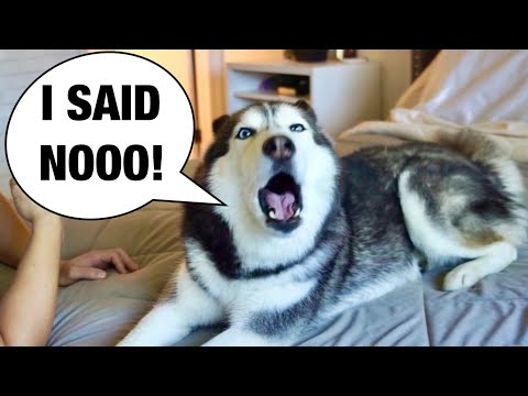 Видео: Моя хаски ОТКАЗЫВАЕТСЯ мыться! (ОНА СПОРИТСЯ!)