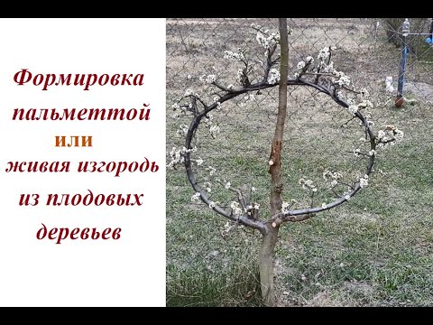 Видео: Формировка деревьев в виде пальметты