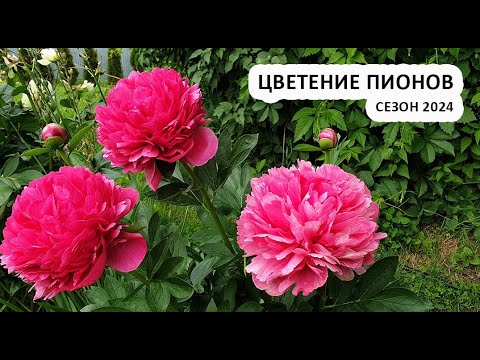 Видео: Пионы в саду | Обзор 17 сортов пионов, сезон 2024