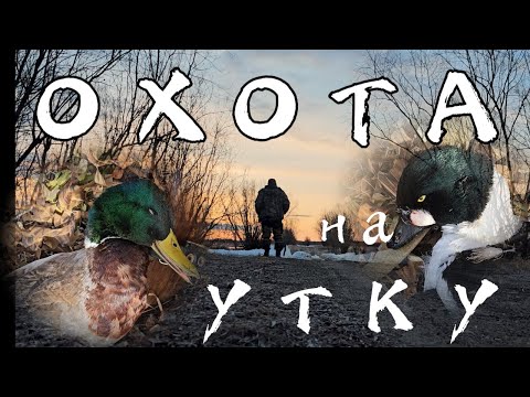 Видео: ИЖ 58 в деле. Прекрасная охота в Сибири. Уехал с ночевкой.