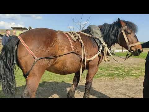 Видео: 👉 командировка 🚚в город Несвиж за лошадью 🐴 Машей 👍