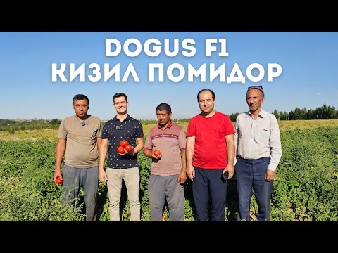 Видео: "GENETIKA SEED"🇹🇷 Фирмасини DOGUS F1 Кизил помидори БАРЛОС кишлогида.