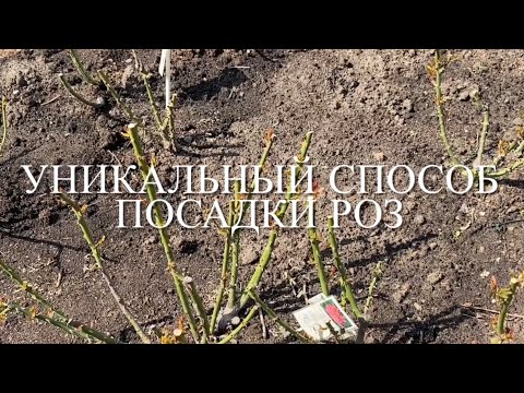 Видео: Розы.🌹🌹🌹 Посадка по два саженца в одну лунку. Этот способ без сомнения уникален и ......