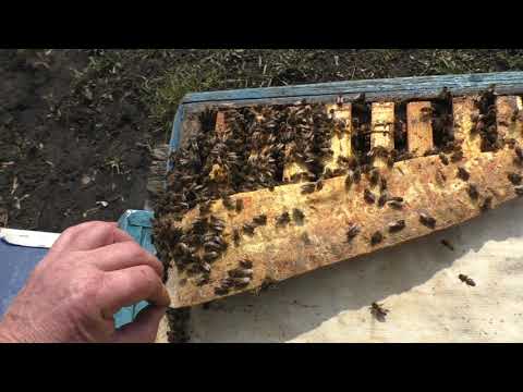 Видео: ОТ ТАКИХ СЕМЕЙ ТОЛКУ МАЛО...