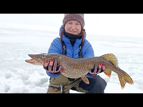 Видео: Рыбинское море, жерлицы, щука, ИНСПЕКЦИЯ!!!