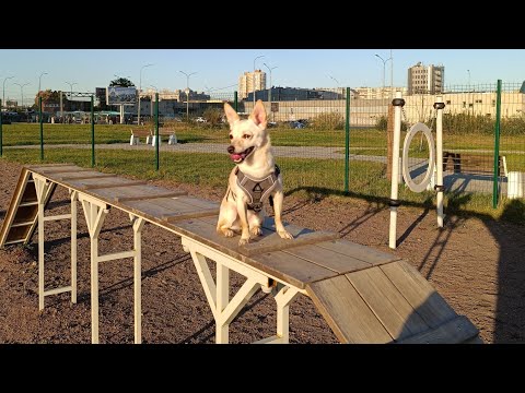 Видео: Гид по уходу за собакой (подойдет и котам тоже) 🐶🐻‍❄️ Деслюсь тем, что не рассказывают ветеринары🤫