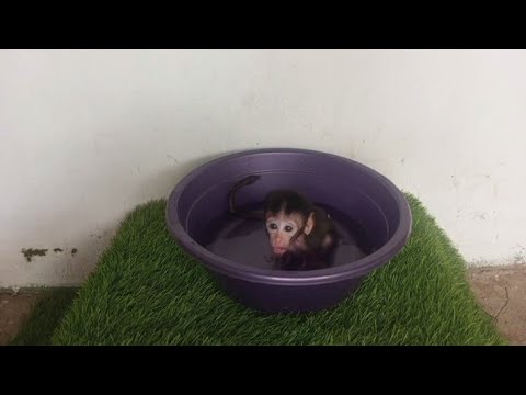 Видео: Расписание купания Seba
