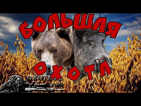 Видео: МЕДВЕДЬ уступил поле крупному СЕКАЧУ! Охота на КАБАНА и МЕДВЕДЯ